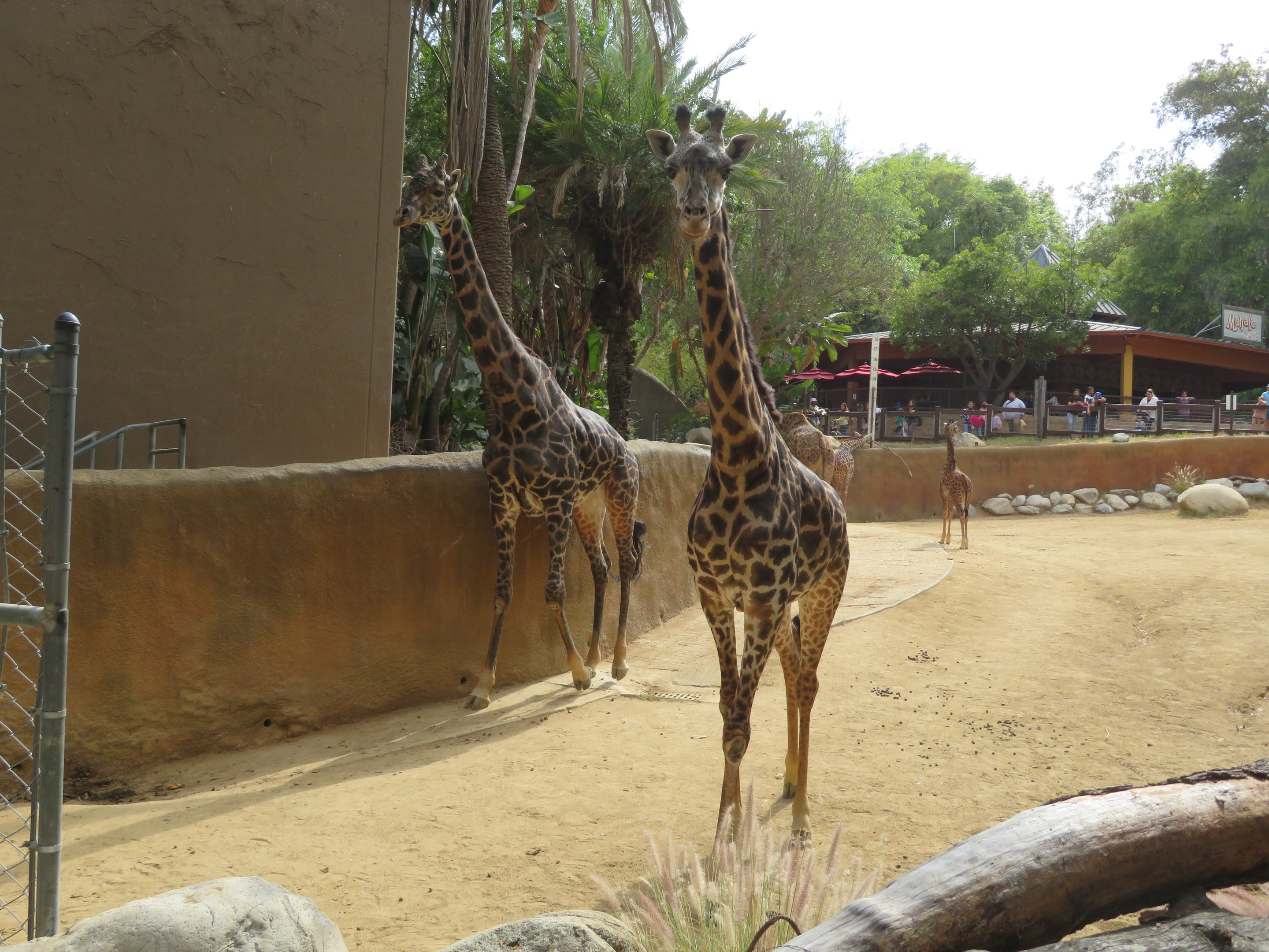 Masai Giraffes