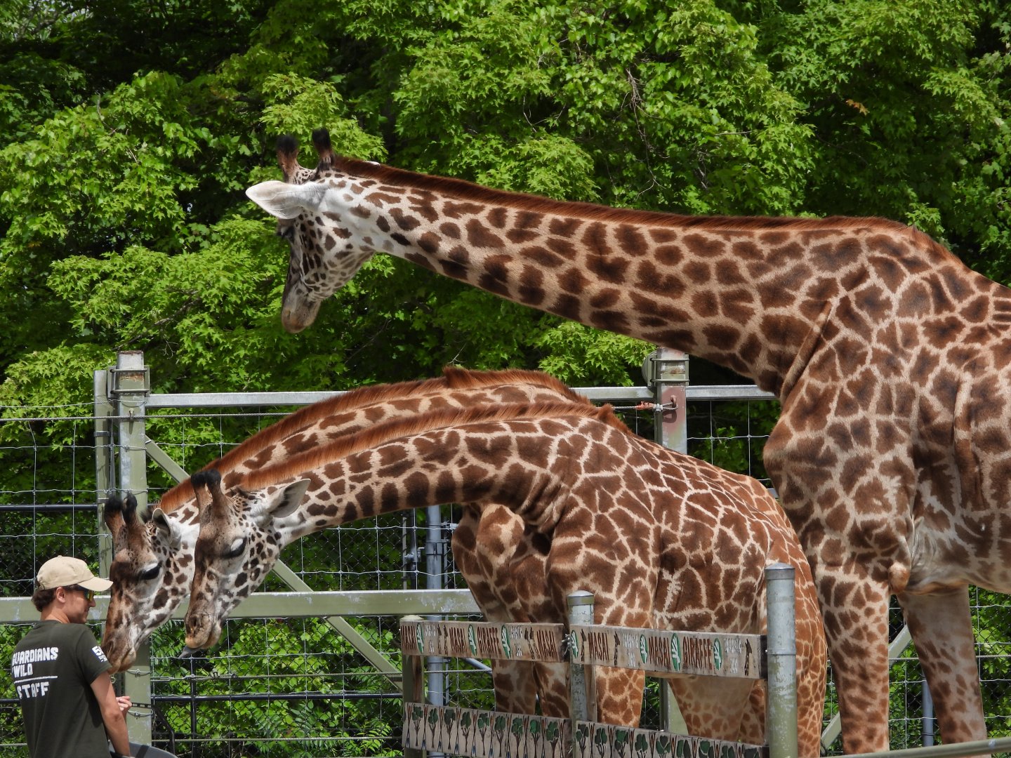 Masai giraffes