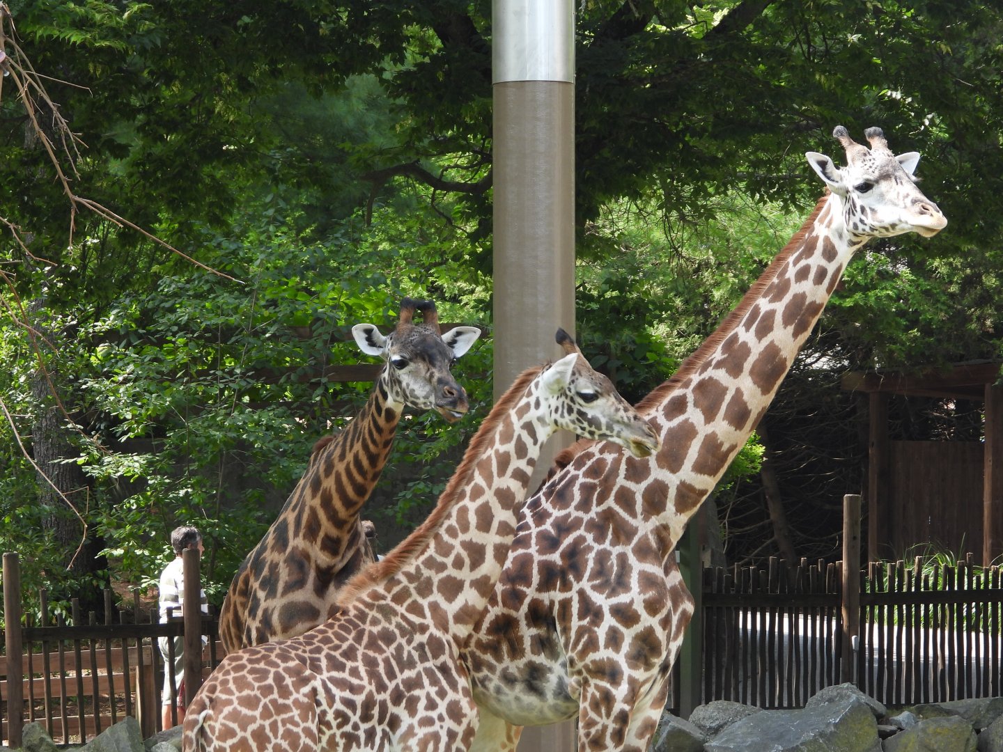 Masai giraffes