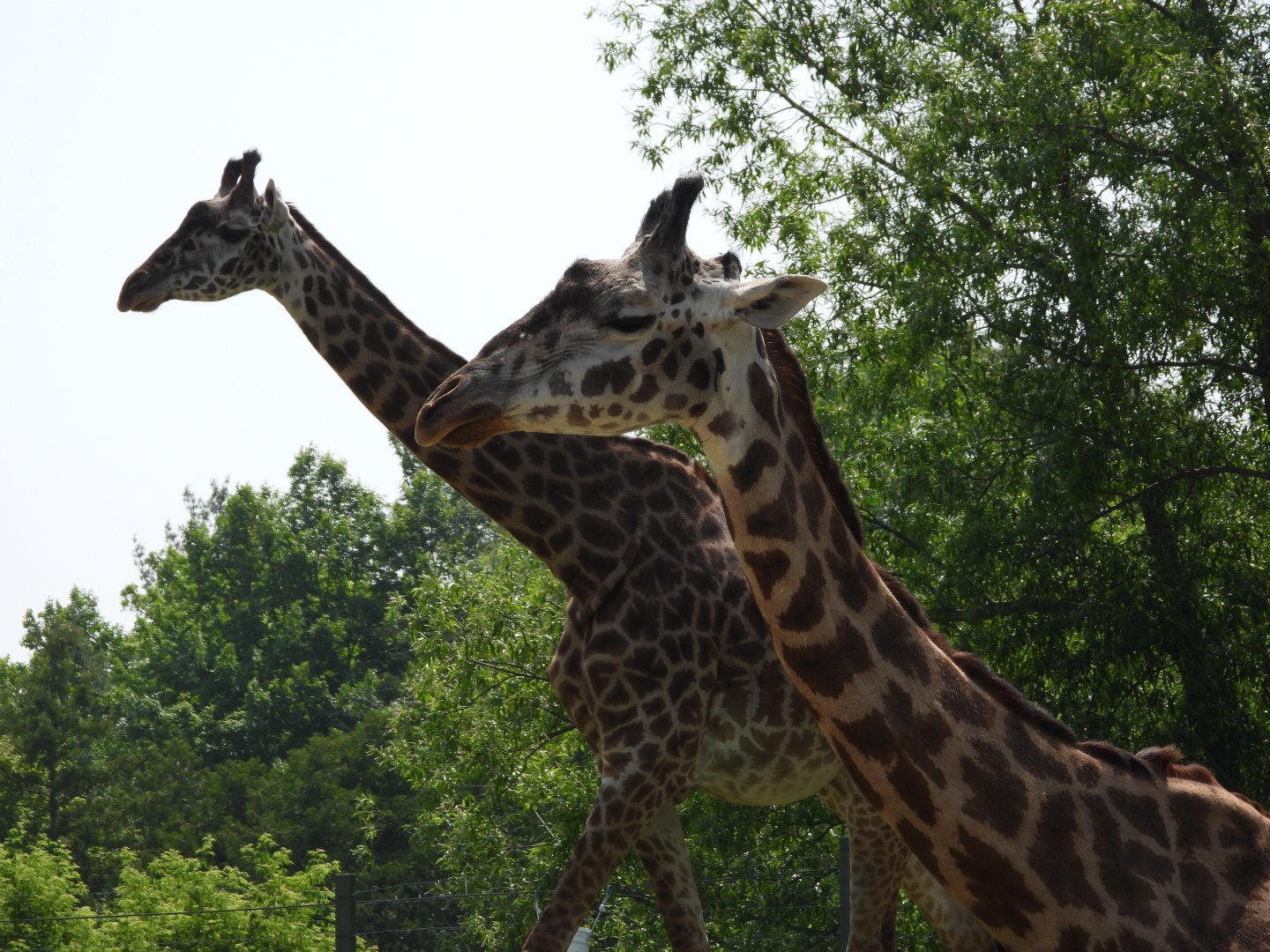 Masai giraffes