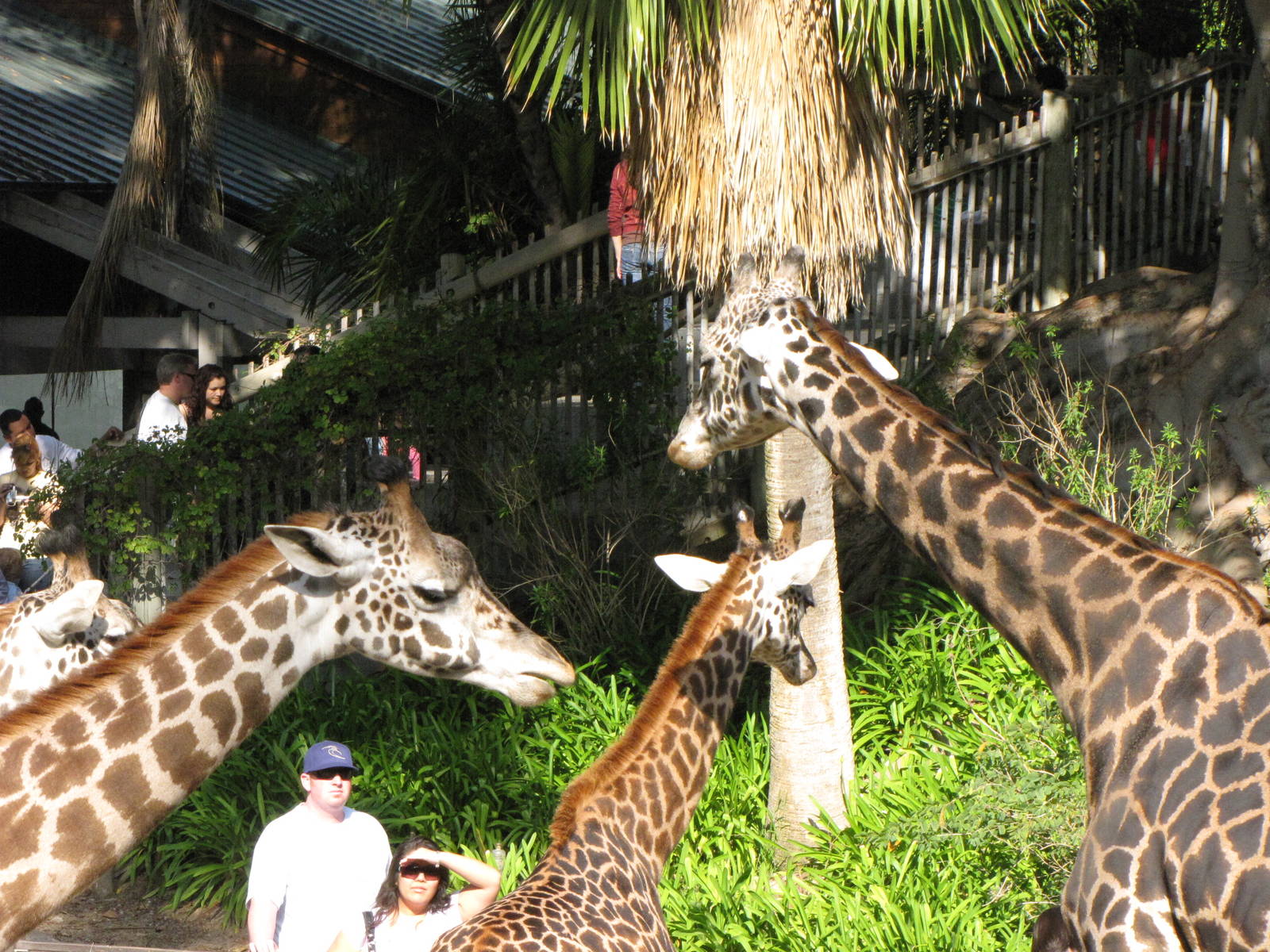 Masai Giraffes