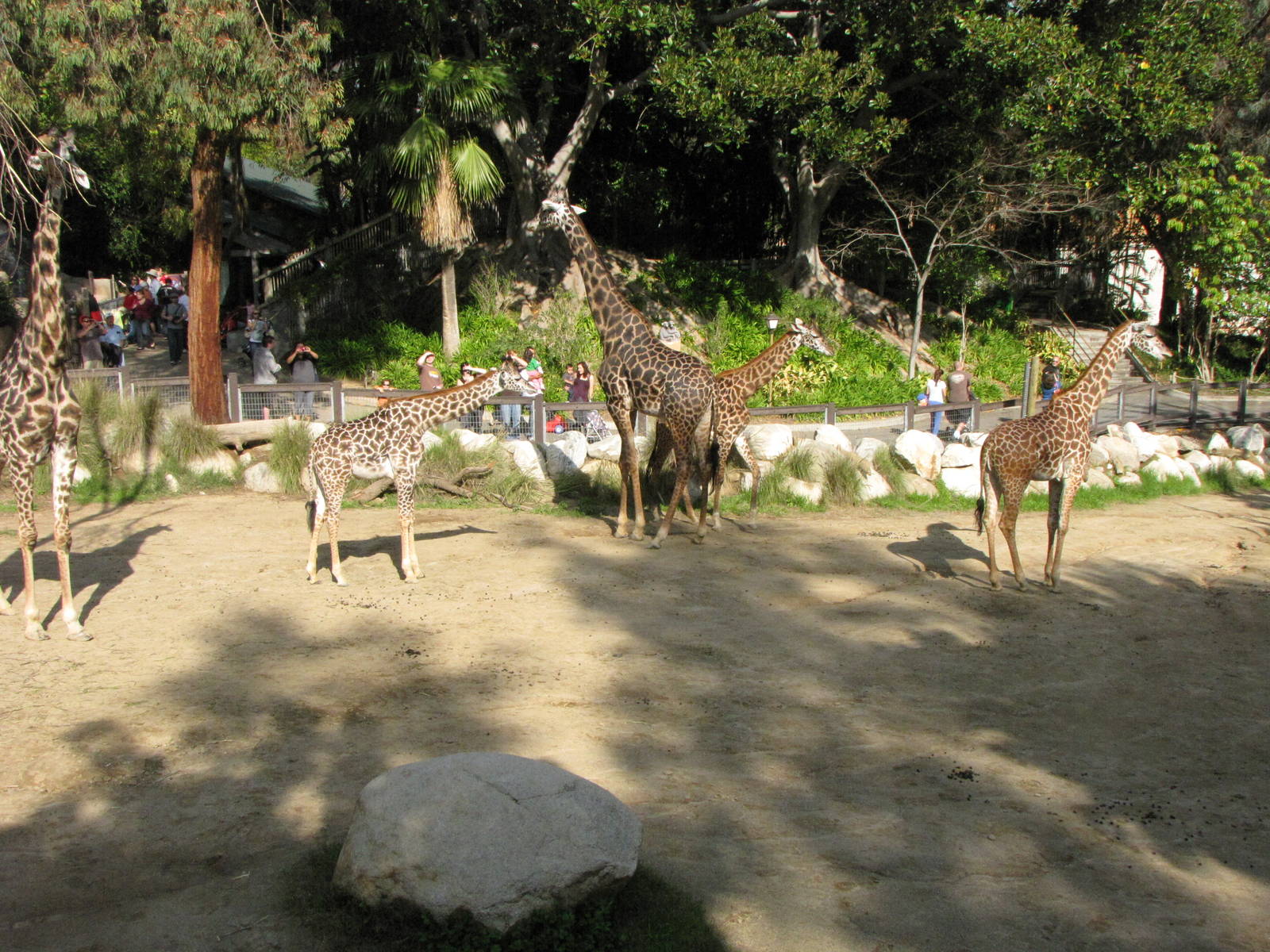 Masai Giraffes