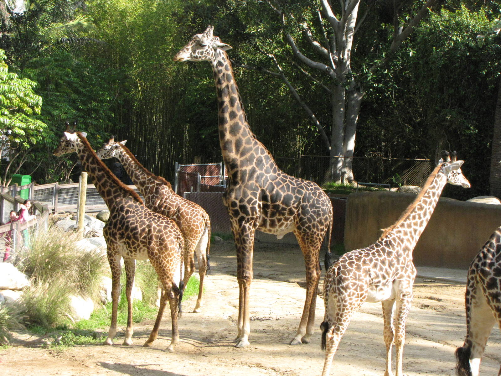 Masai Giraffes