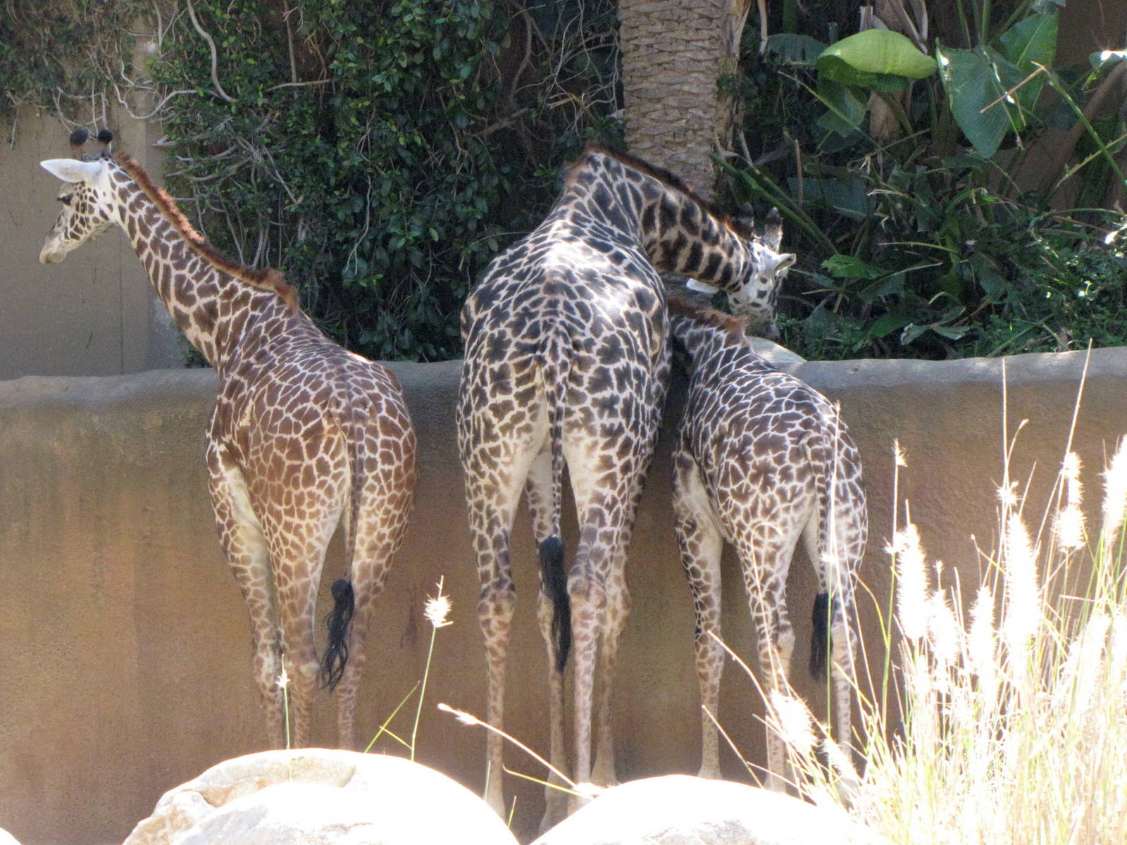 Masai Giraffes