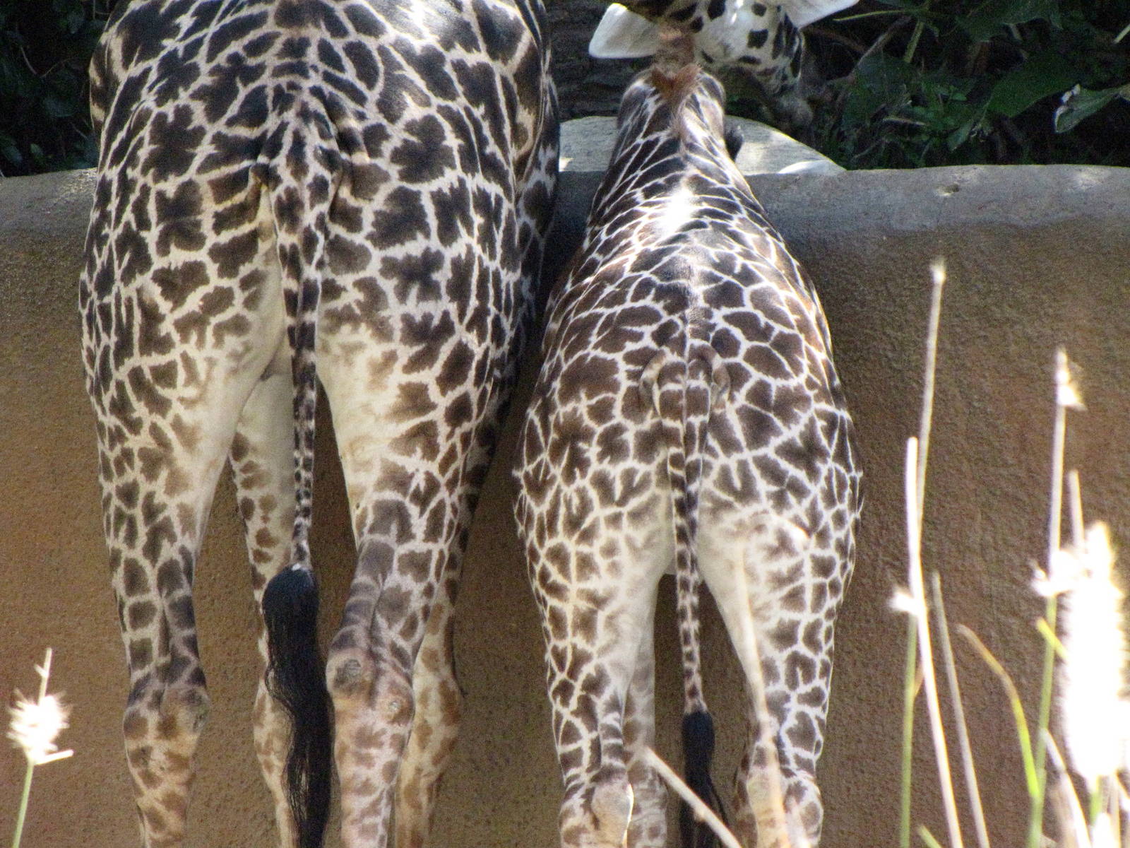 Masai Giraffes