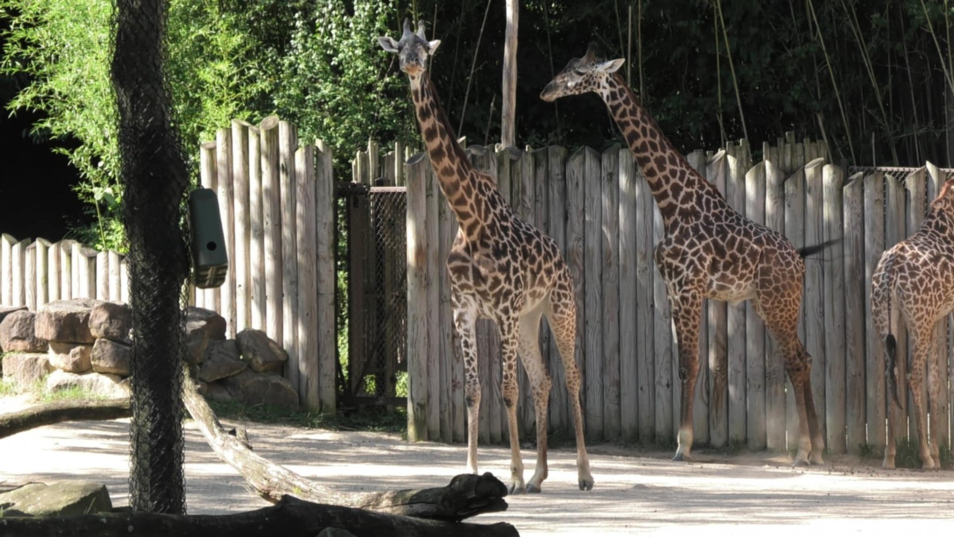 Masai giraffes