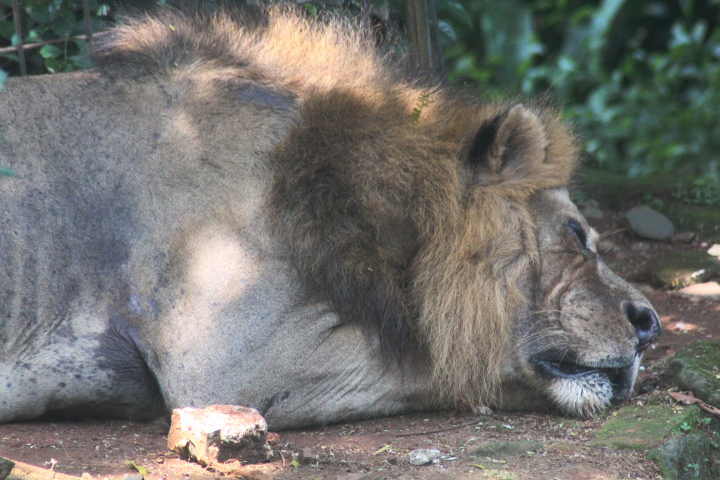 Masai lion (Panthera leo massaica)