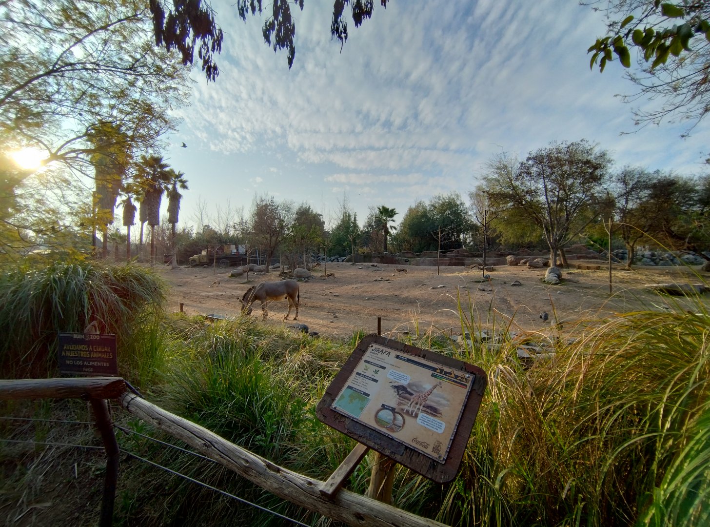 Masai mara savannah - Buin zoo