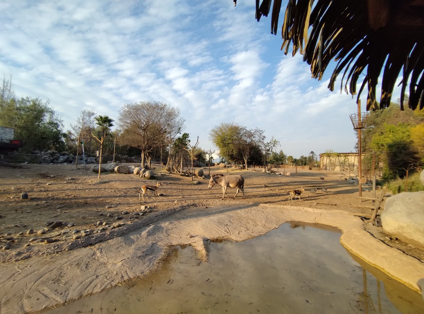 Masai mara savannah - Buin zoo