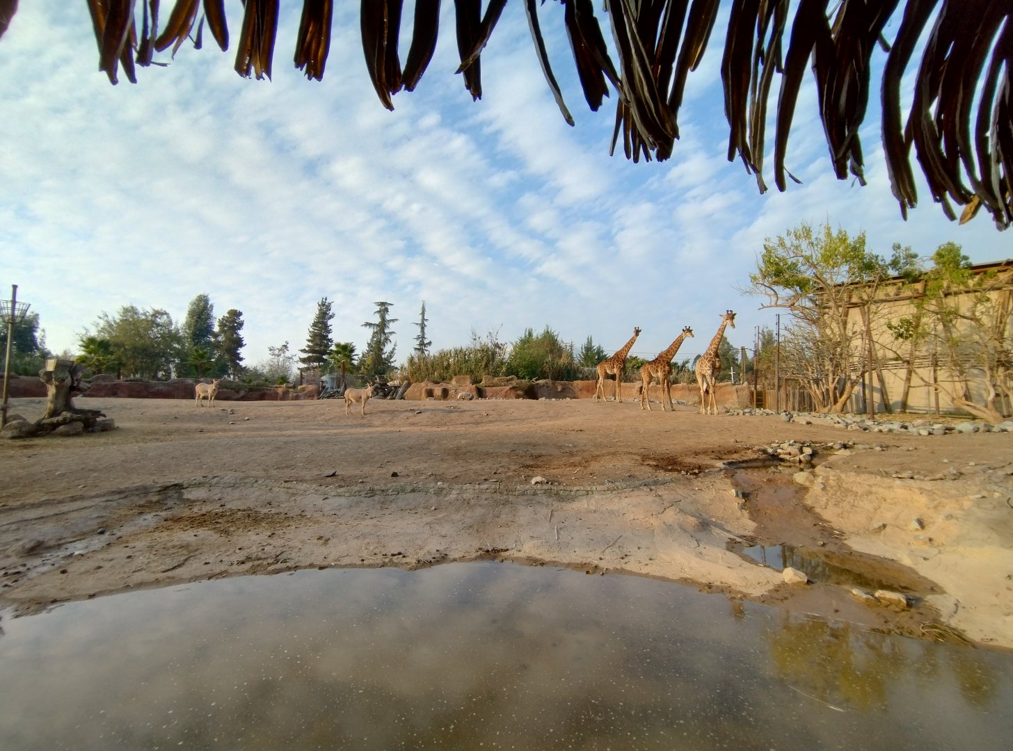 Masai mara savannah - Buin zoo
