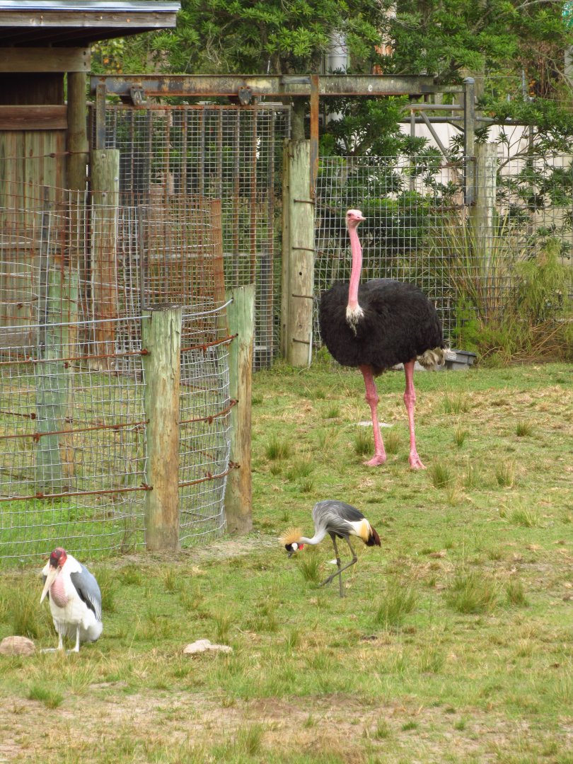 Masai Ostrich Jack, Grey Crowned Crane & Marabou Stork