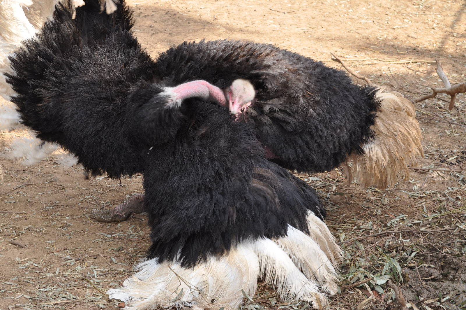 Masai ostrich / Struthio camelus massaicus