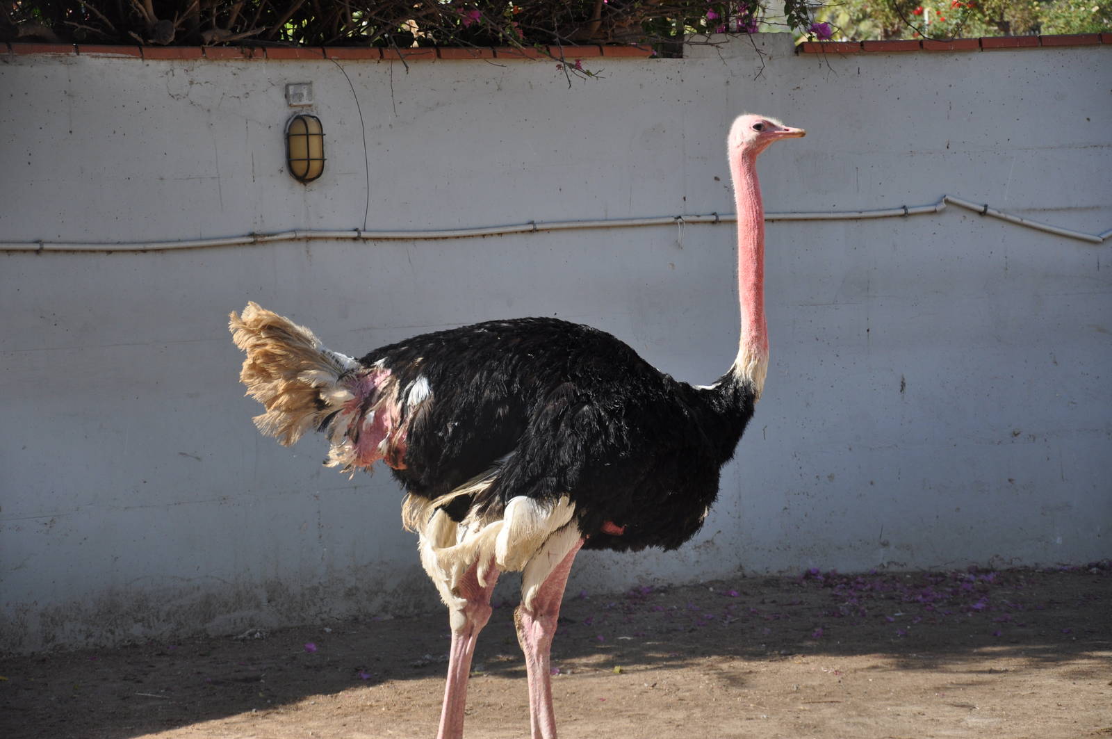 Masai ostrich/ Struthio camelus massaicus