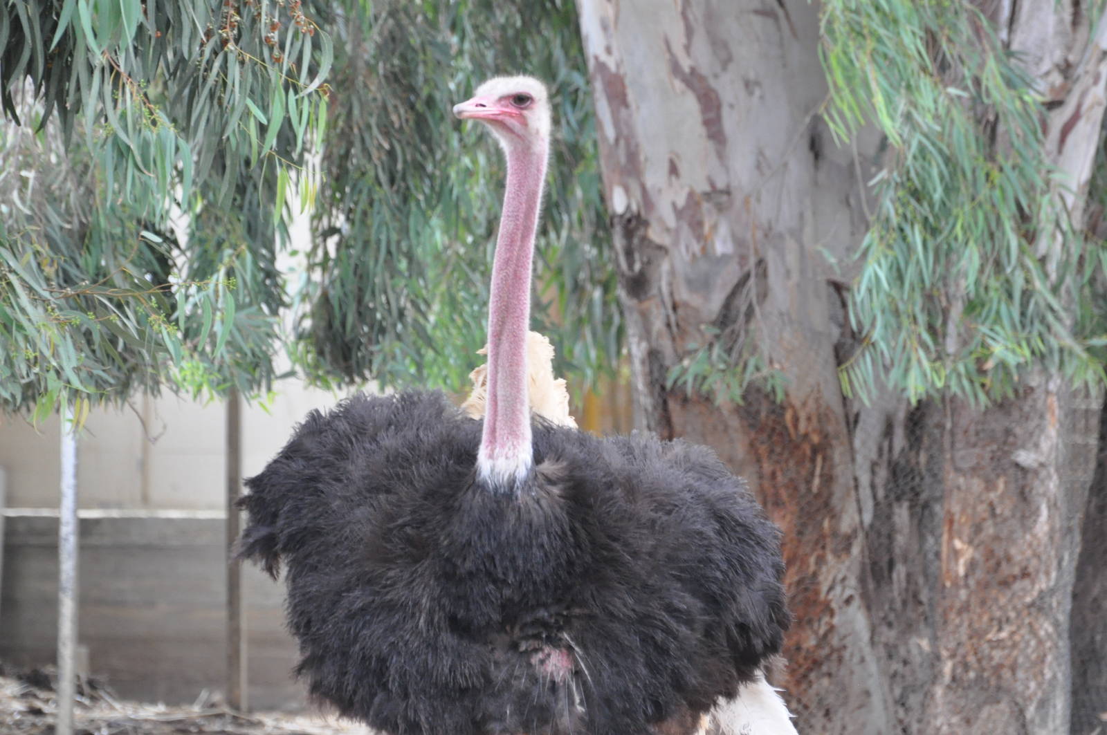 Masai ostrich  / Struthio camelus massaicus