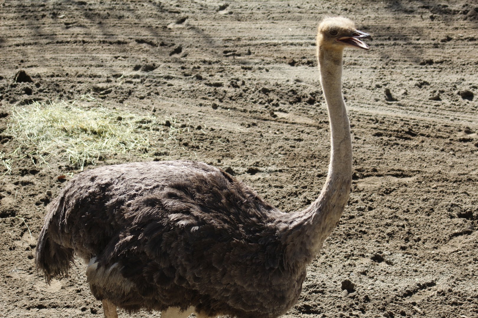 Masai Ostrich