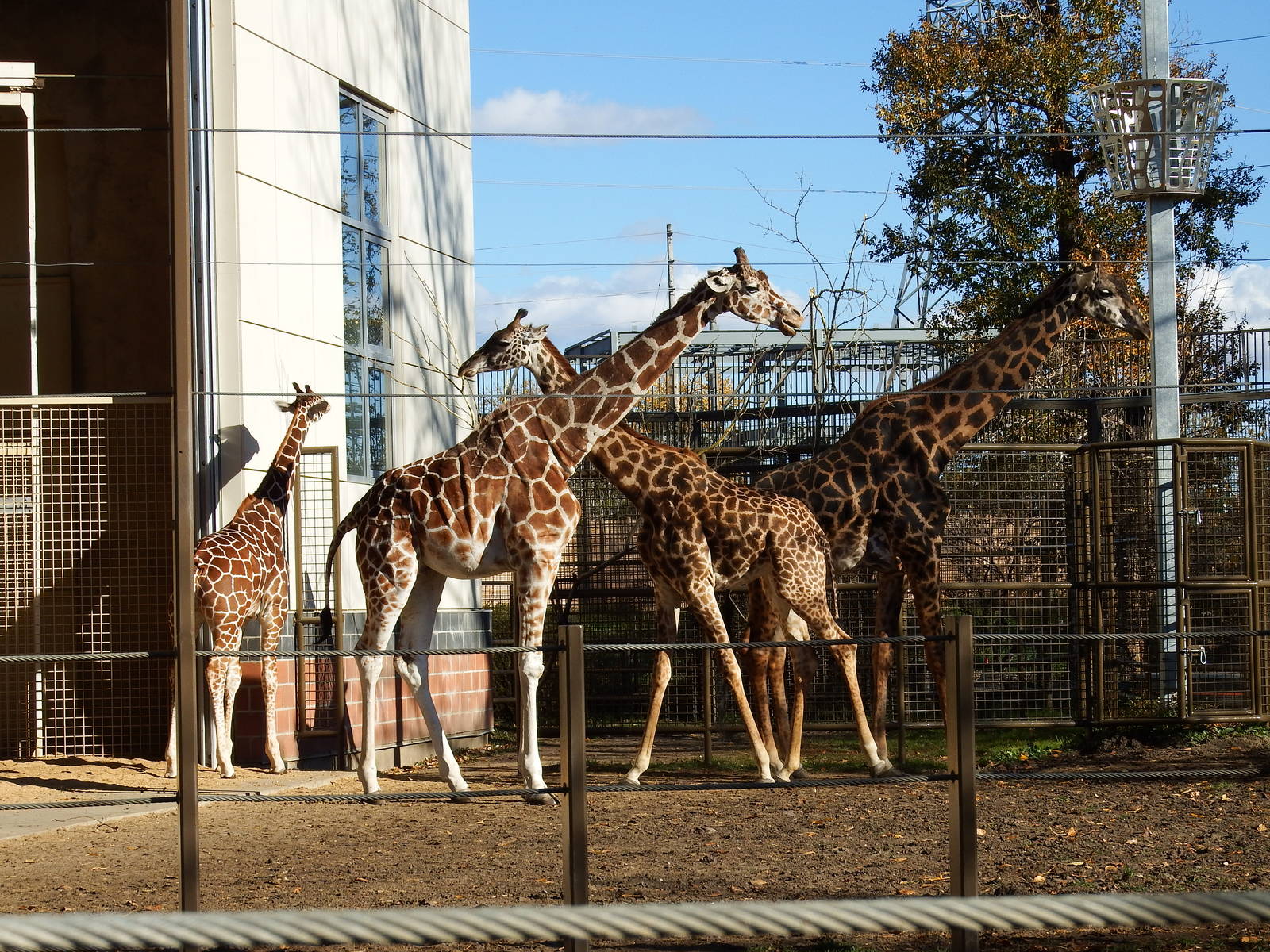 Masai, Retic, and Hybrid Giraffes