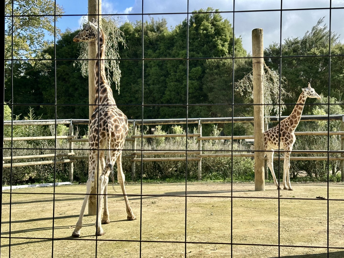 Masamba and Jabali (Giraffe)