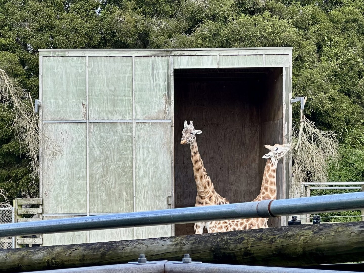 Masamba and Jabali (Giraffes)
