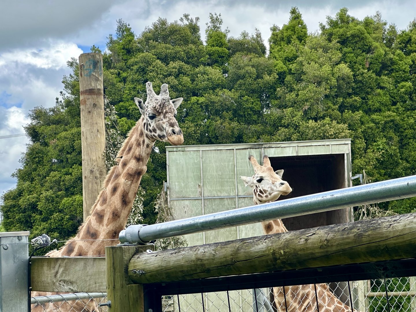 Masamba and Jabali (Giraffes)