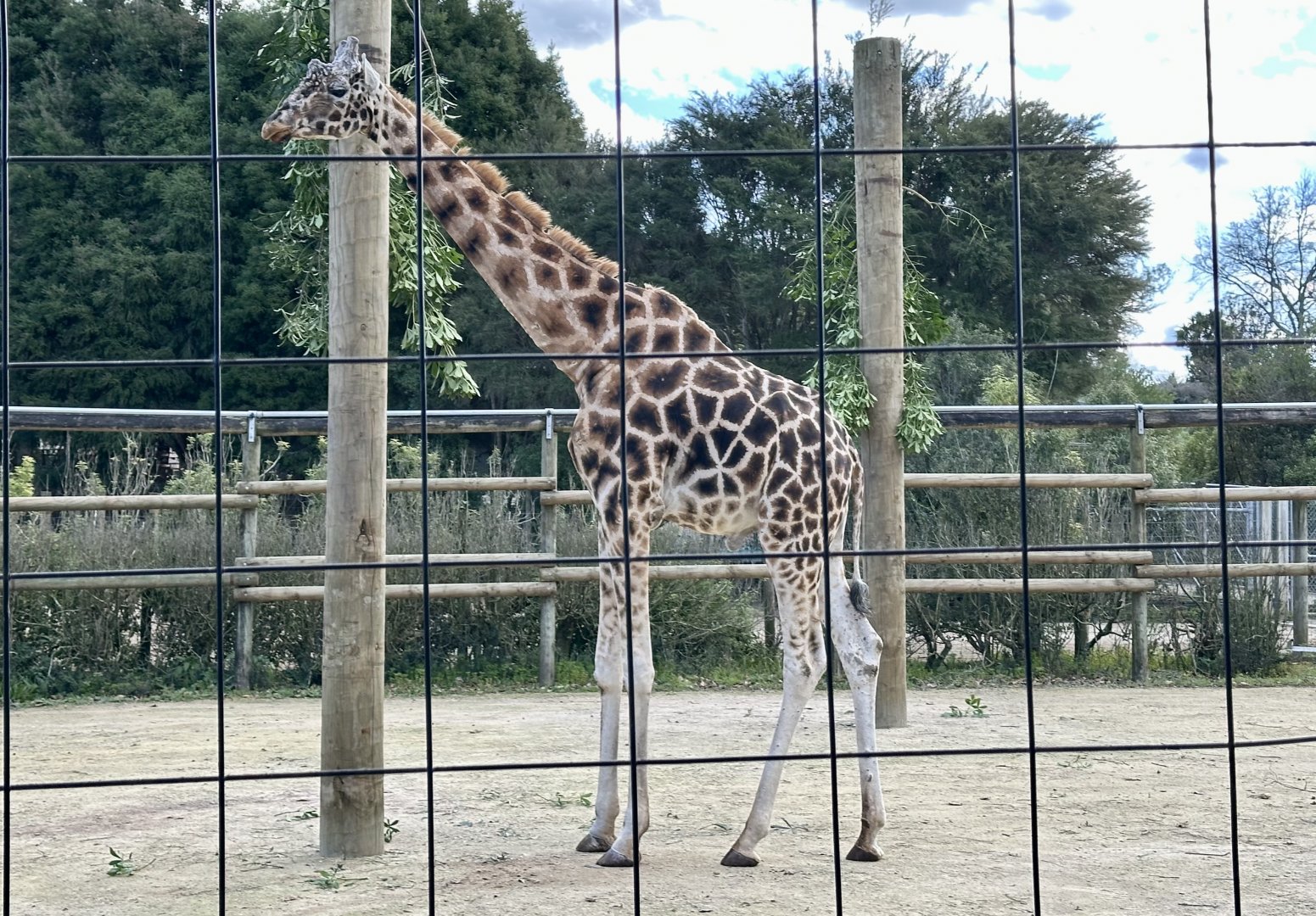 Masamba (Giraffe)