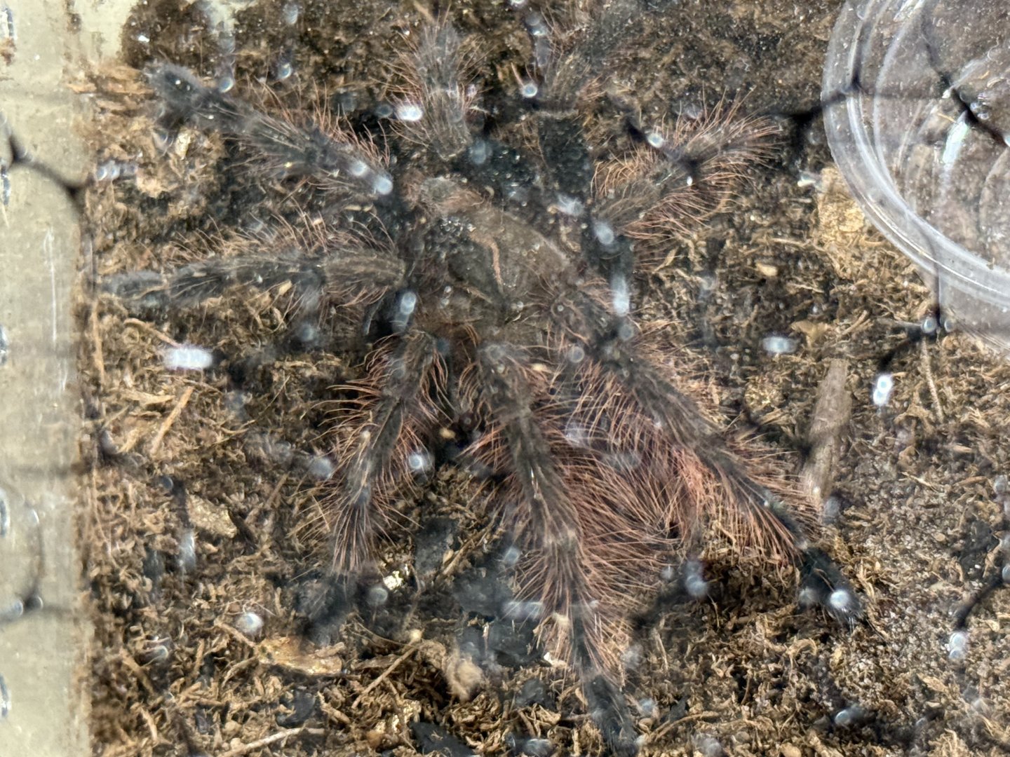 Mascara giant birdeater tarantula