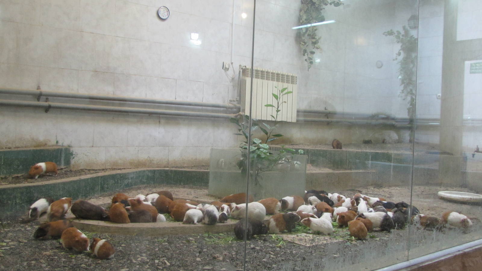 (mashhad zoo)guinea pig