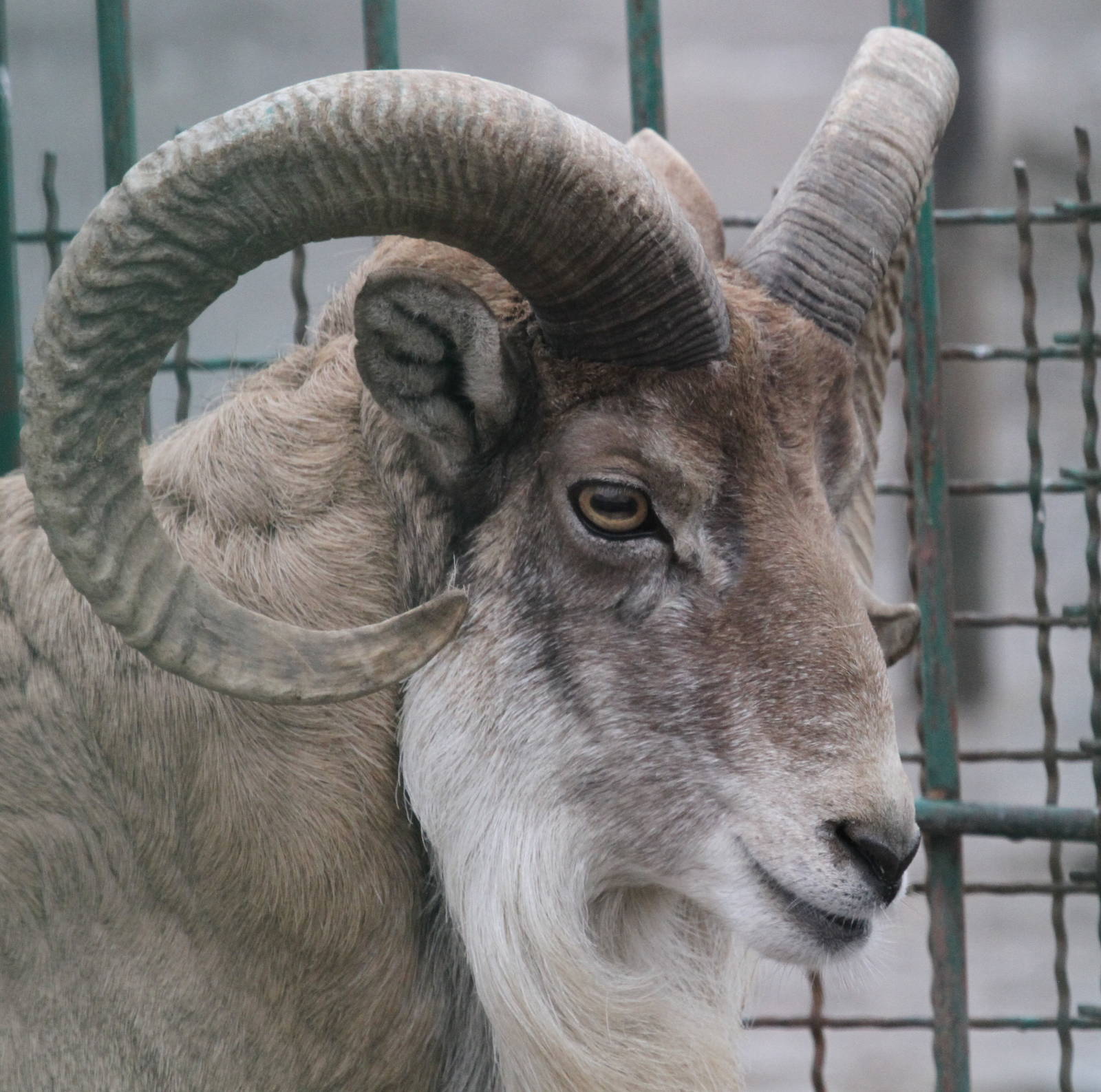 (mashhad zoo)urial sheeps
