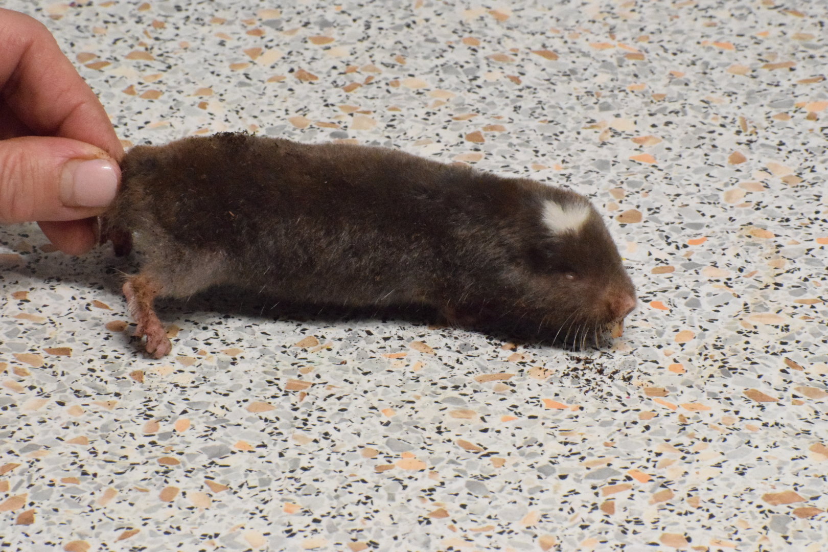 Mashona mole-rat - University of South Bohemia (Oktober 2023)