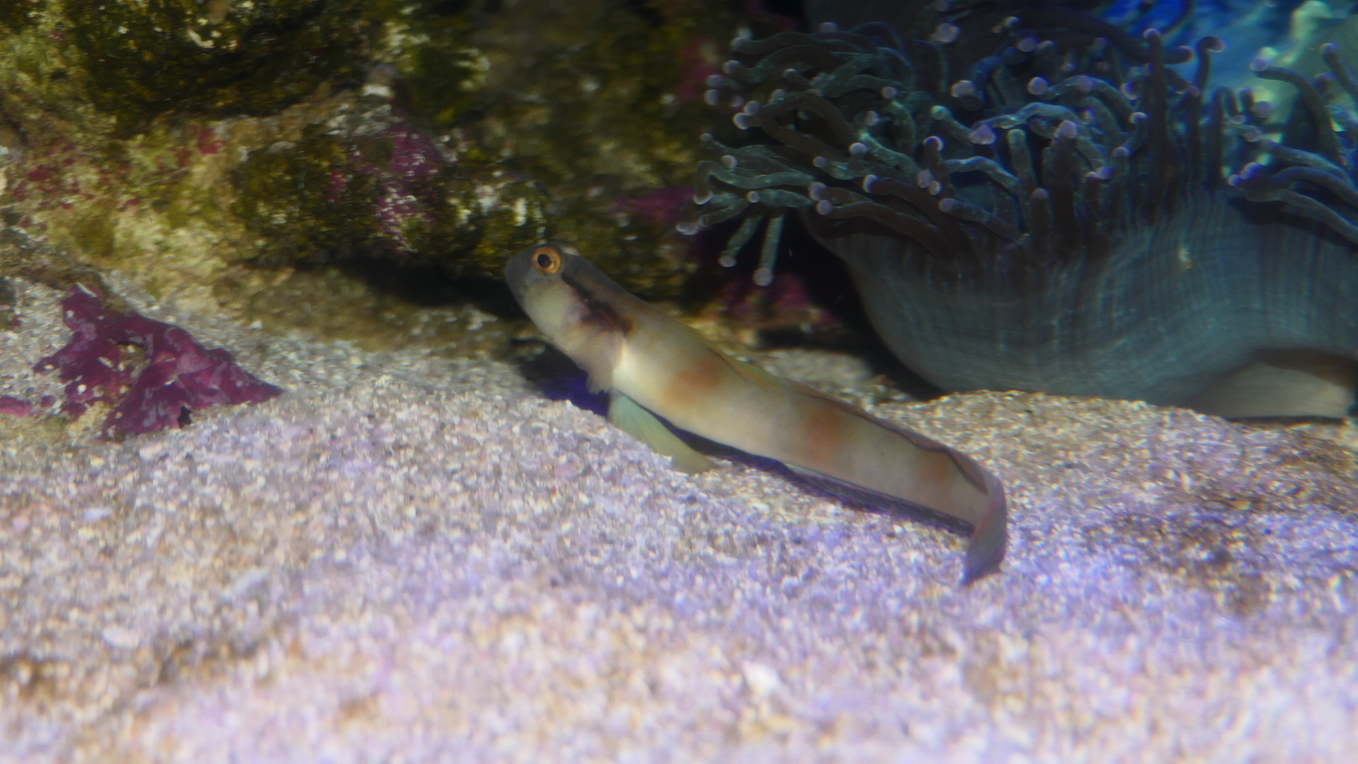 Mask Shrimpgoby (Amblyeleotris gymnocephala)