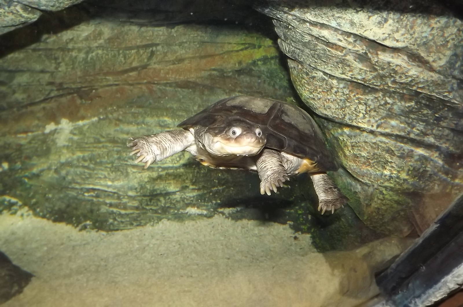 Mask Turtle at SEA LIFE Blackpool 30/06/12