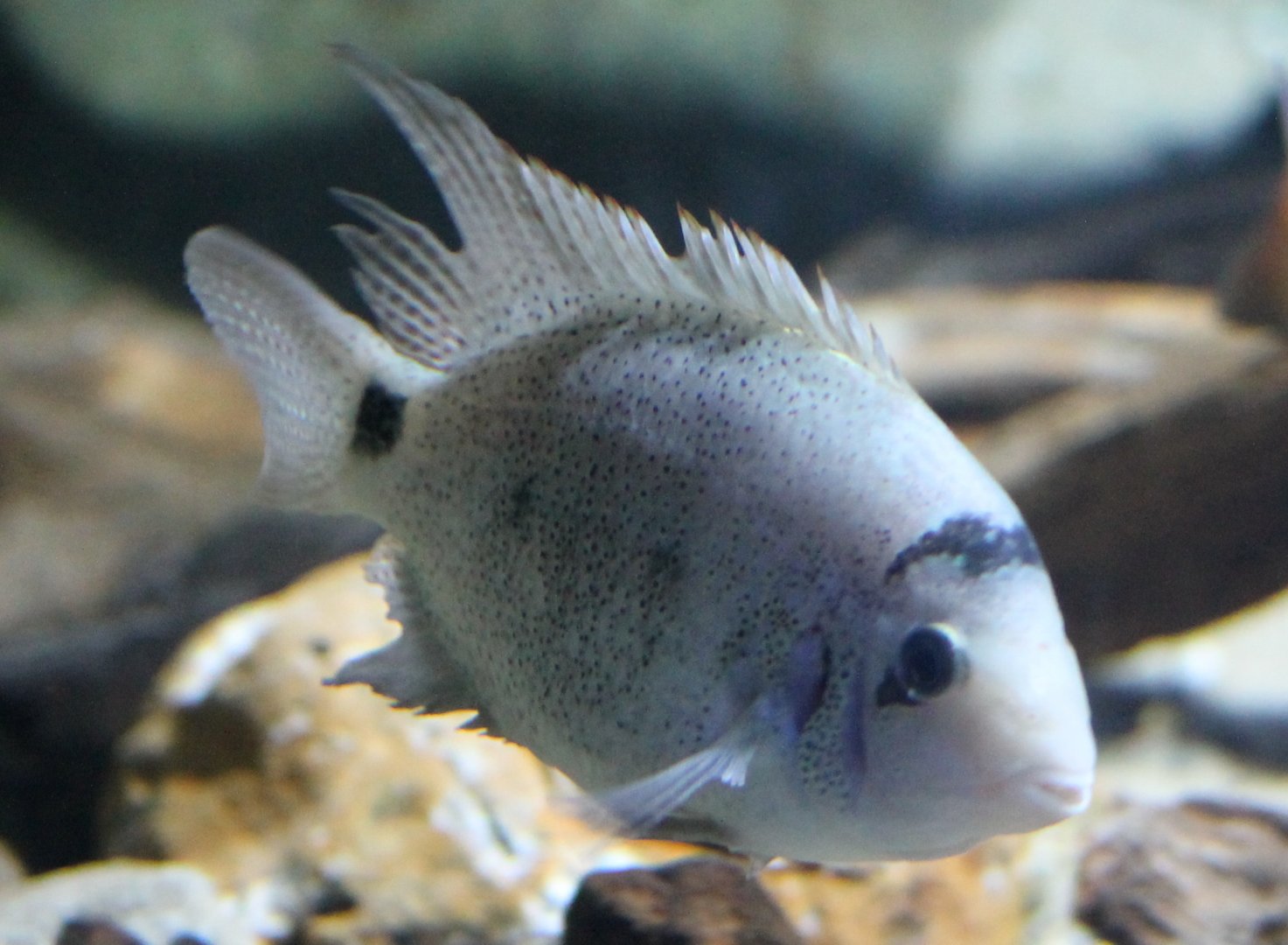 Maskaheros argenteus