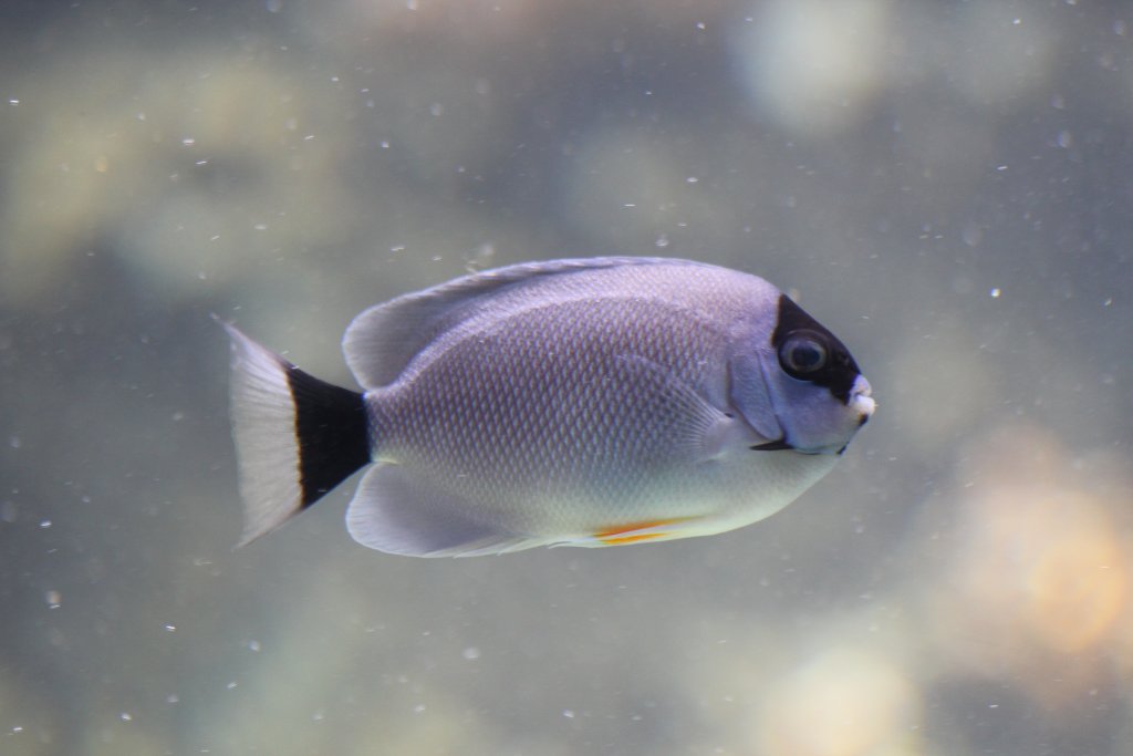 Masked Angelfish female