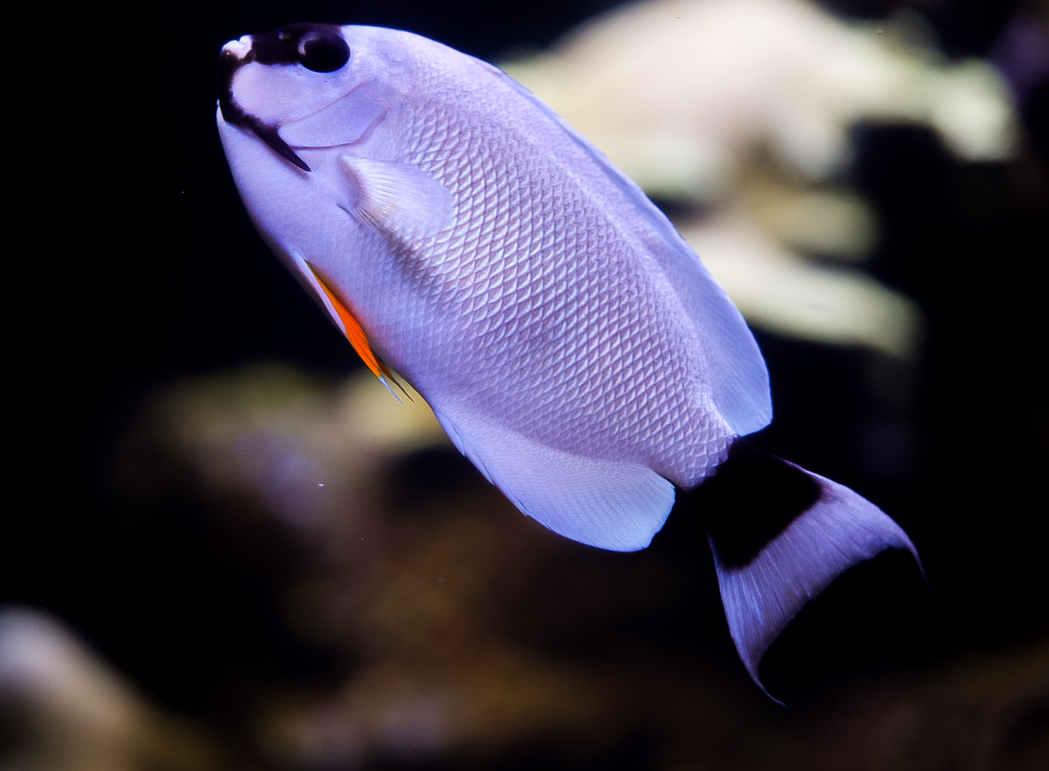 Masked Angelfish (Female)