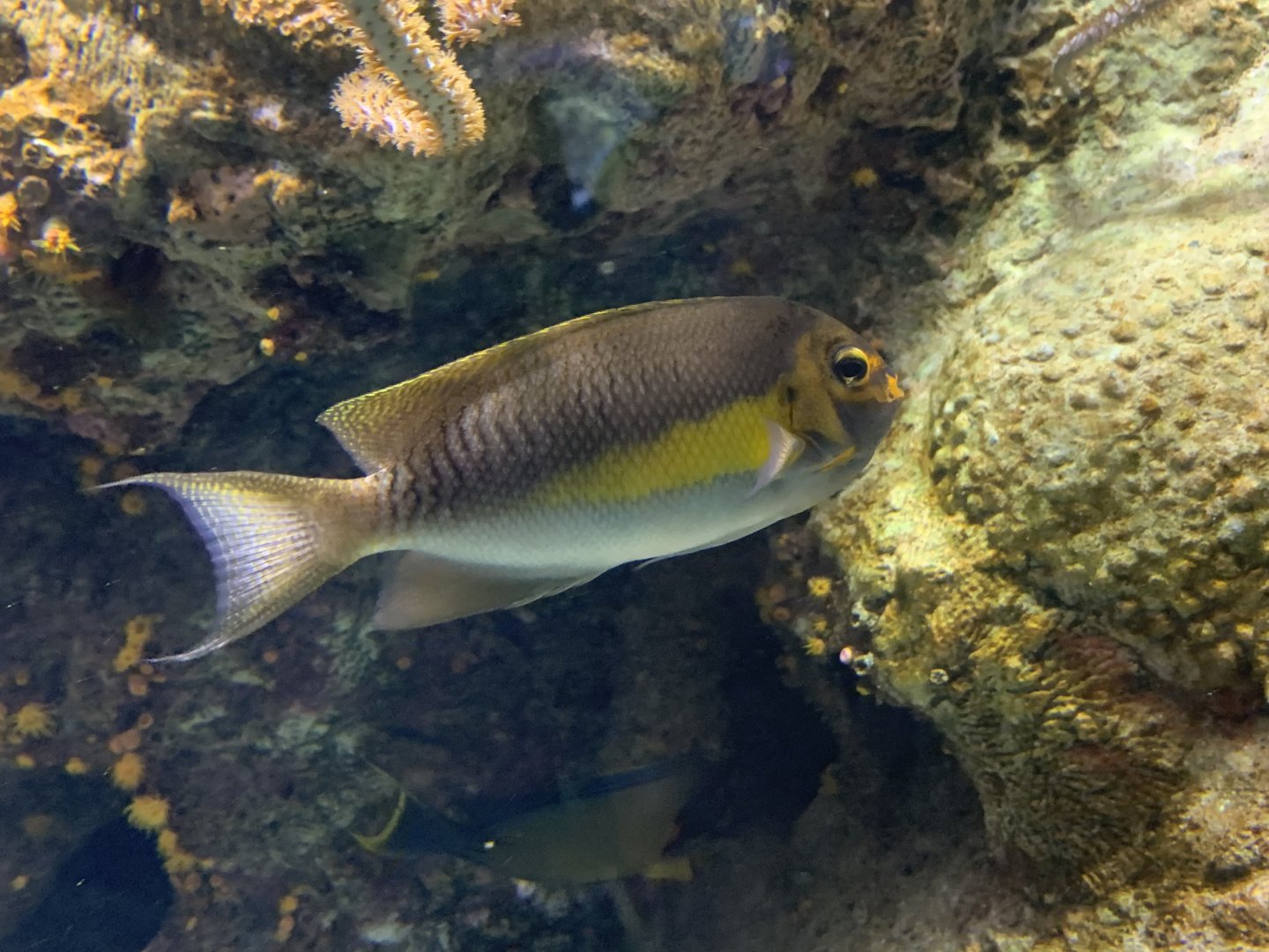 Masked Angelfish (Genicanthus personatus)