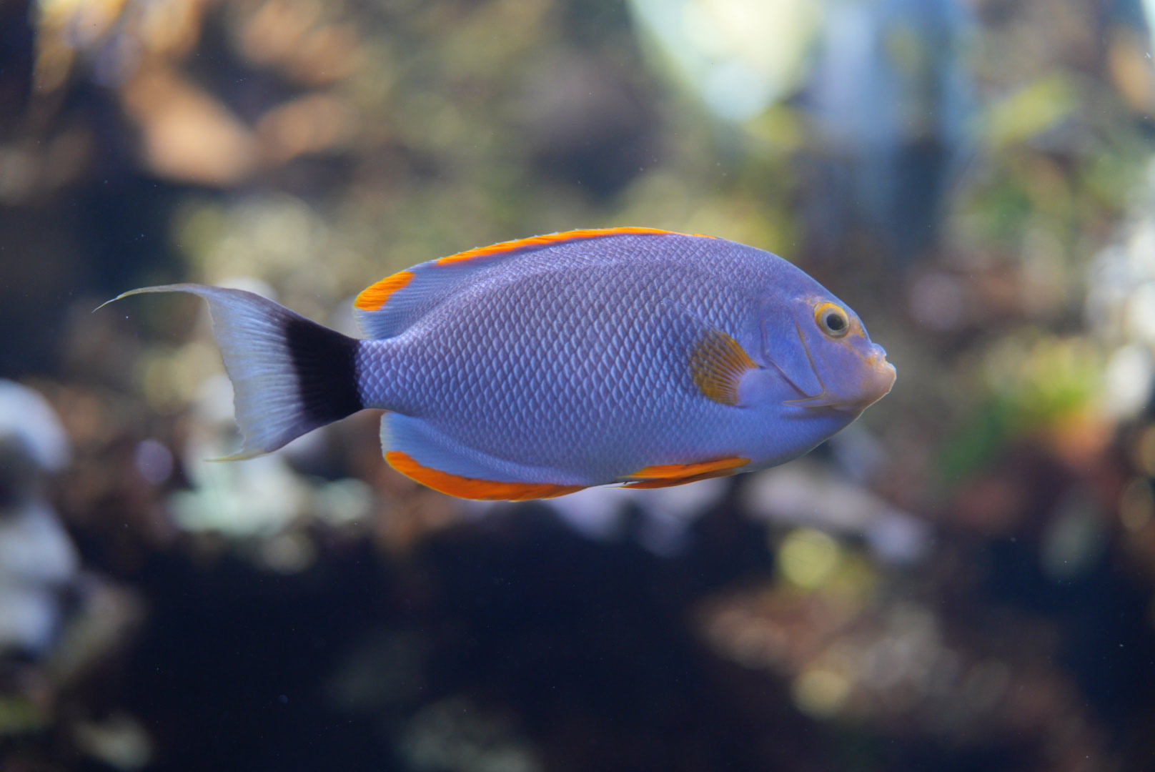 Masked Angelfish (Male)