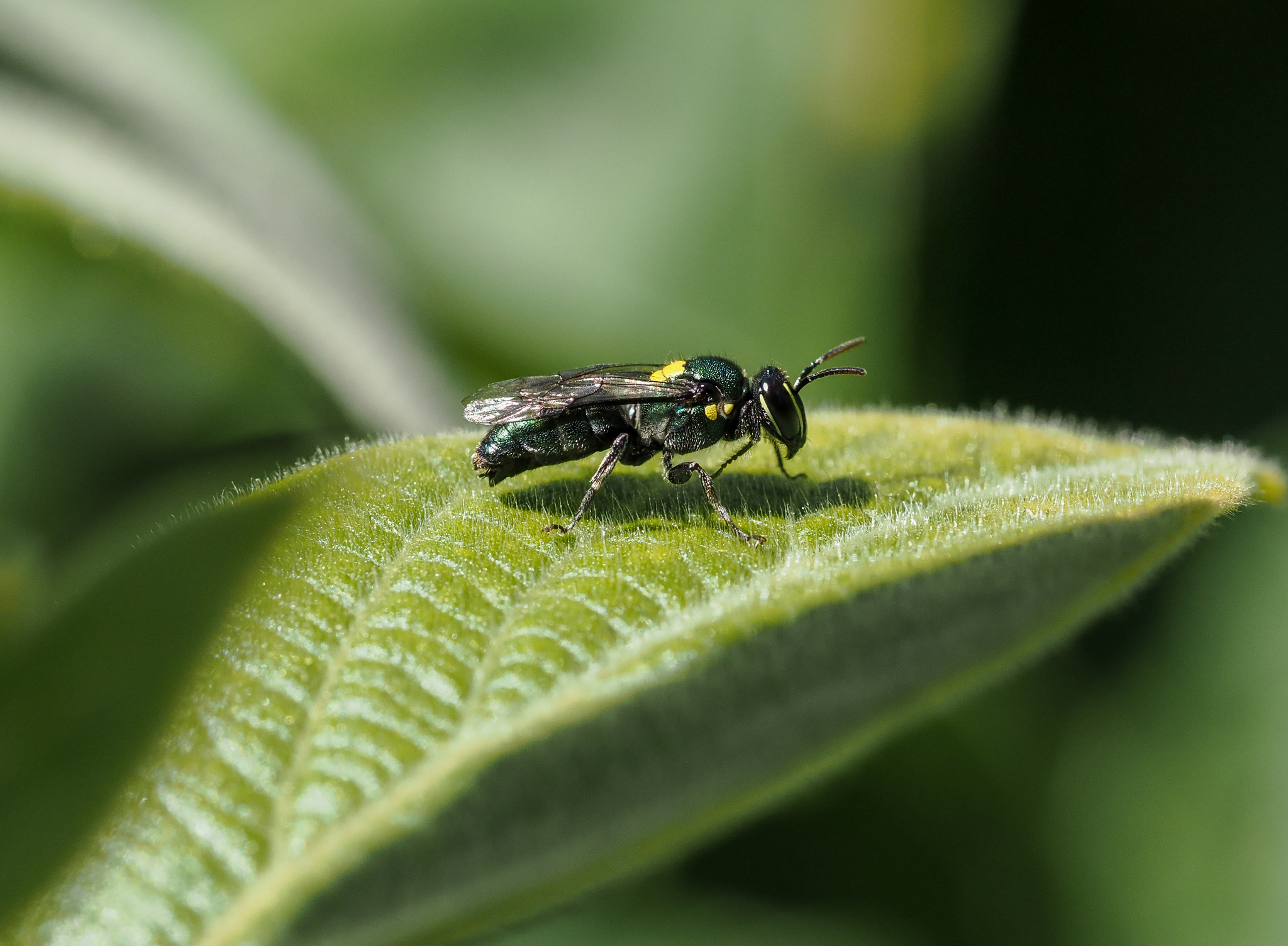 masked bee, Palaeorhiza parallela