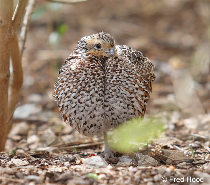 masked bobwhite quail (female)