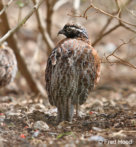 masked bobwhite quail (male)