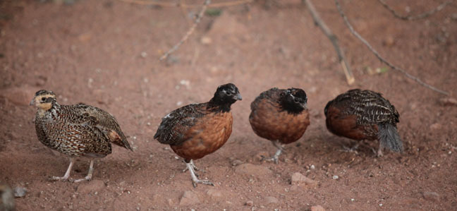 masked bobwhite quail