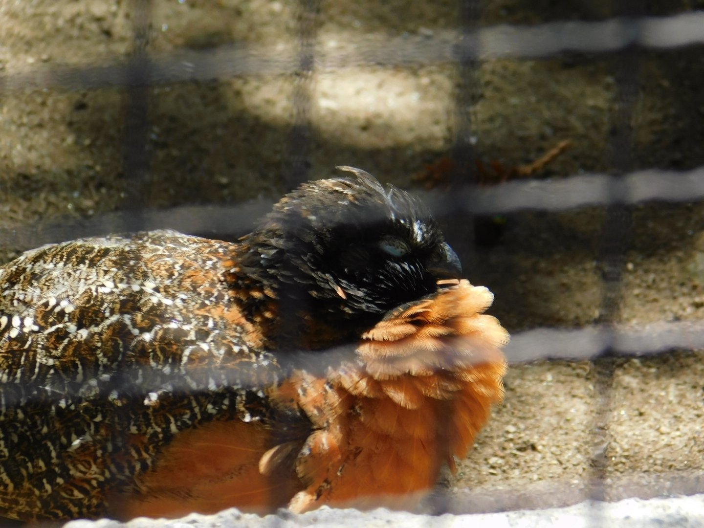 Masked Bobwhite Quail