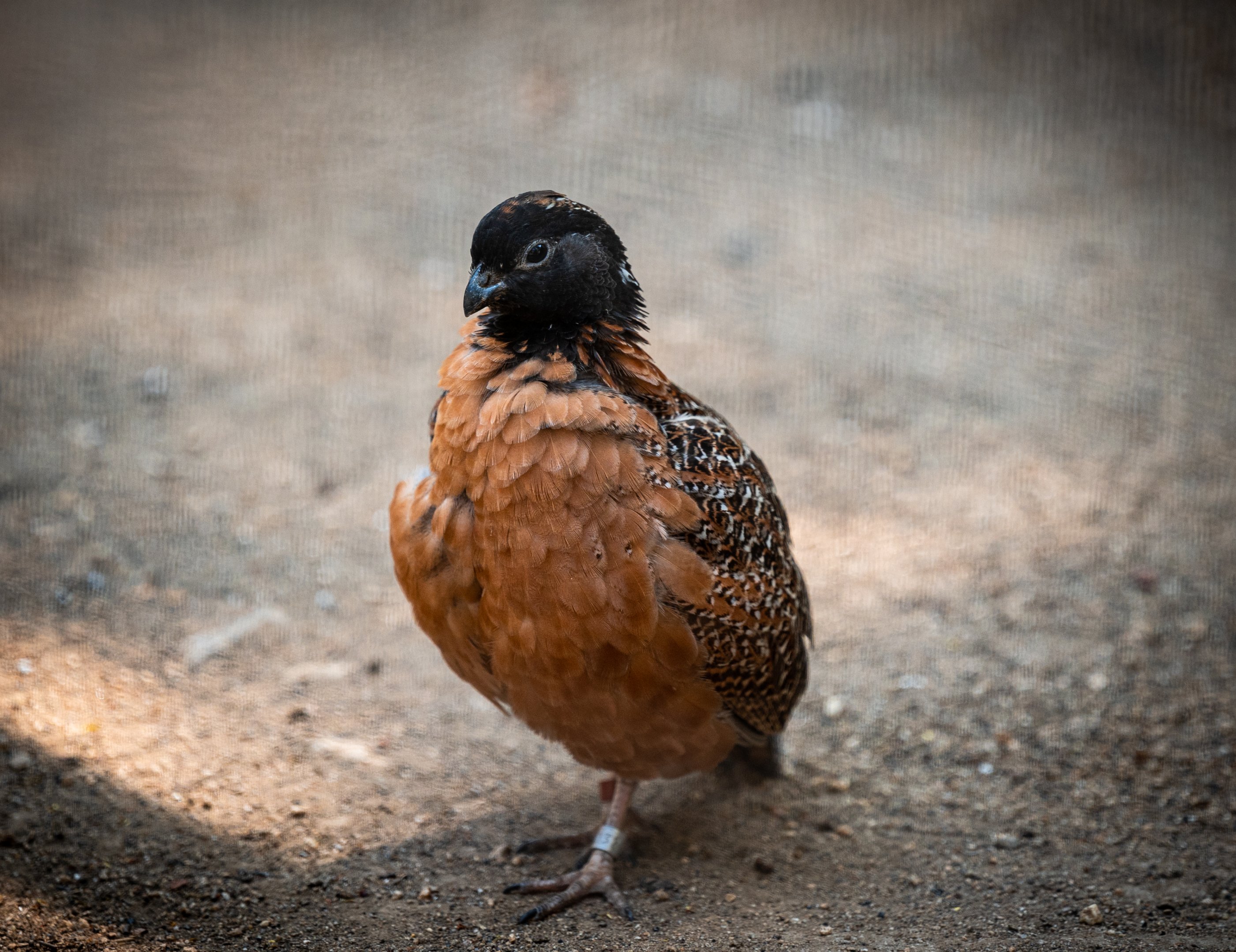 Masked Bobwhite Quail