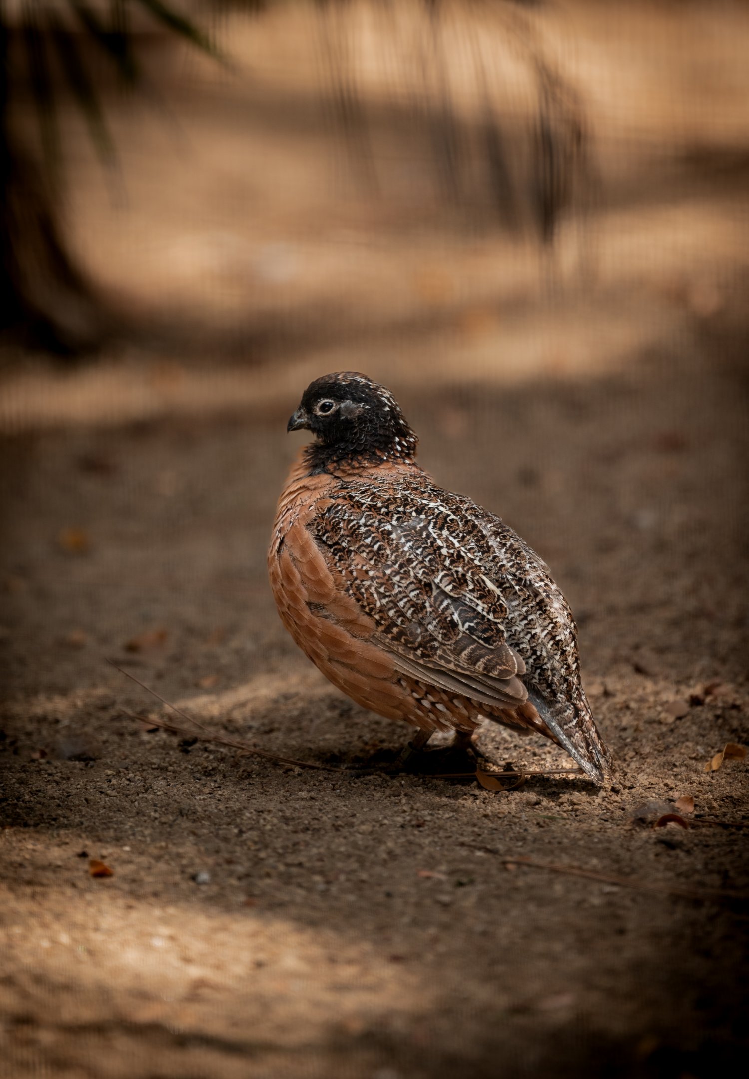 Masked Bobwhite Quail