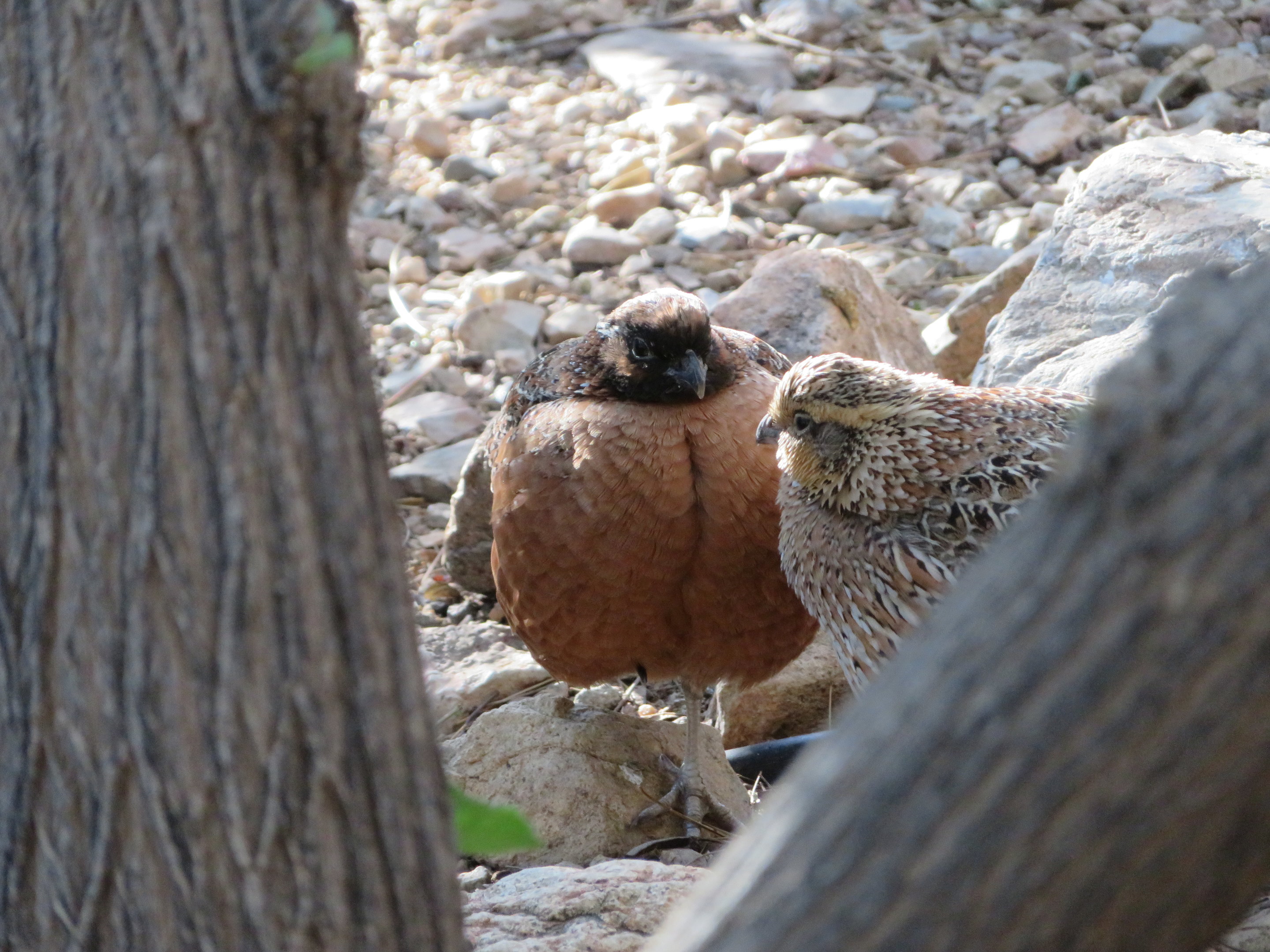 Masked Bobwhite Quail