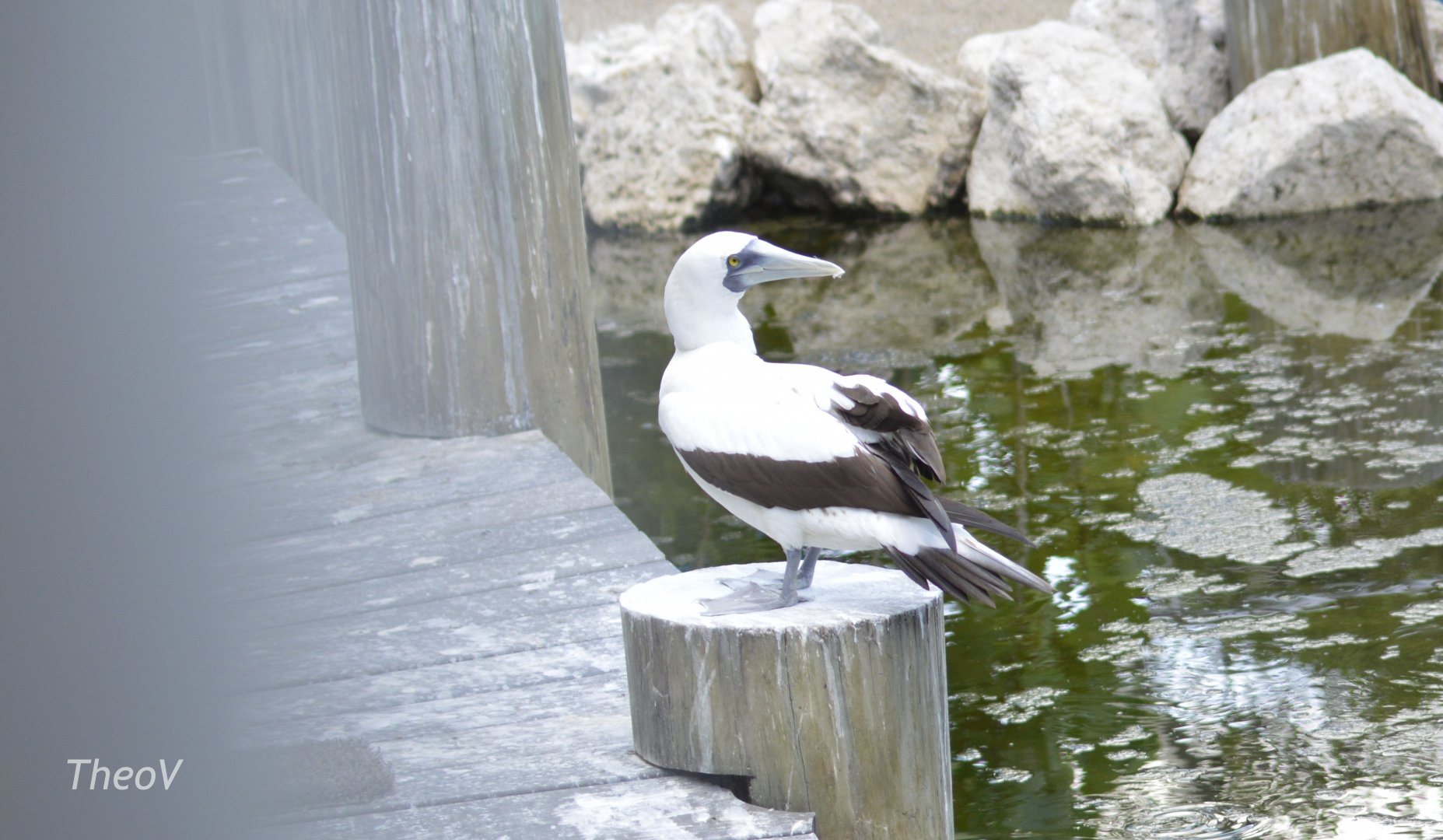 Masked booby - Florida  Keys Wild Bird Center [2017]