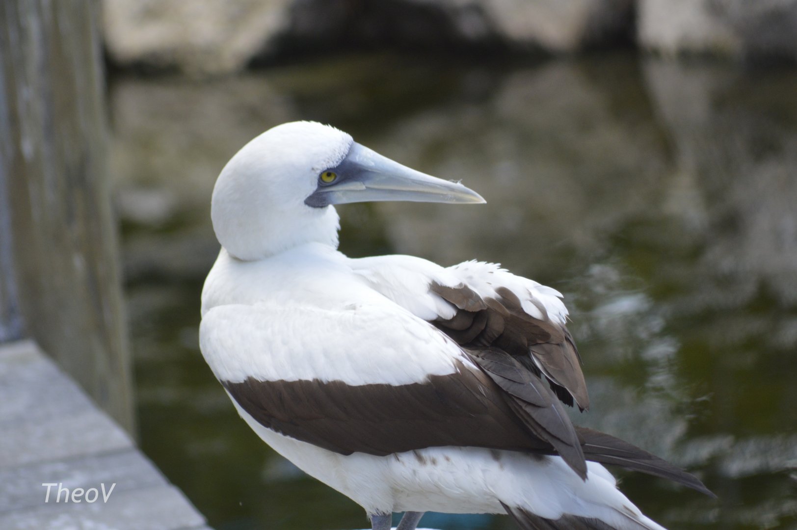 Masked booby - Florida  Keys Wild Bird Center [2017]