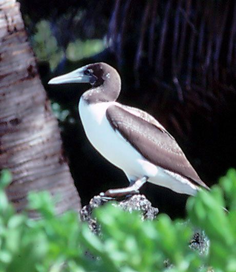 Masked Booby, juvenile - 1987