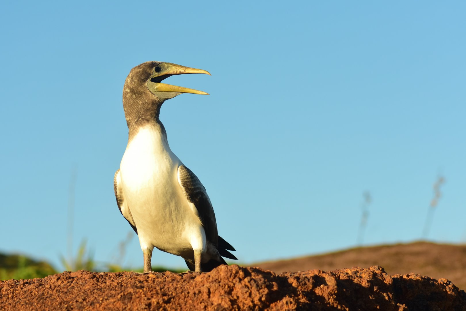 Masked Booby, Sula dactylatra