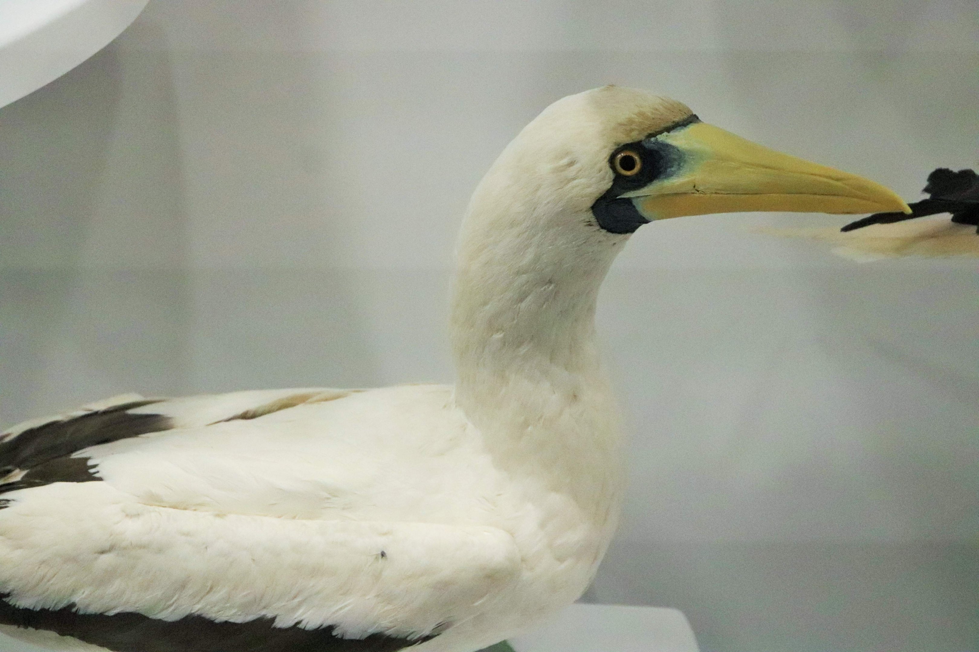 Masked Booby (Sula dactylatra)