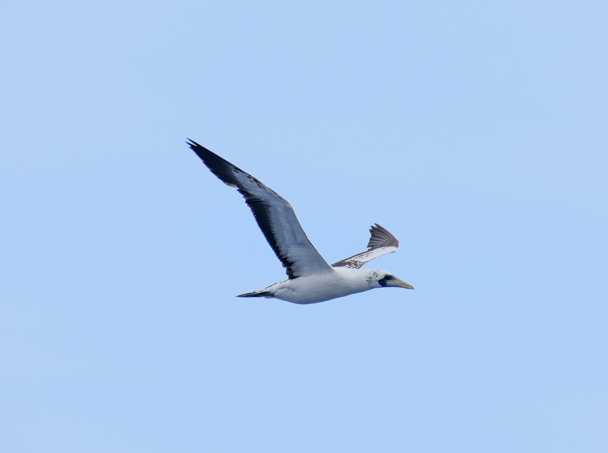 Masked Booby