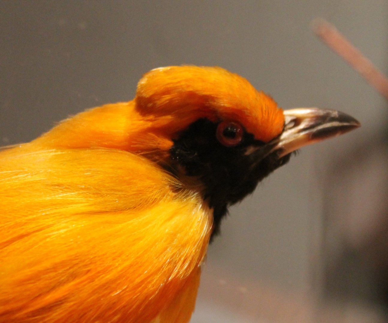 Masked bowerbird - Sericulus aureus
